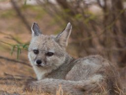Renard du Bengale